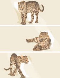Купить Emil Ceramica Luxury Instinct Leopard 25x60 