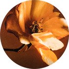 Купить Lavica Set Discus Fiori 2 37х37 