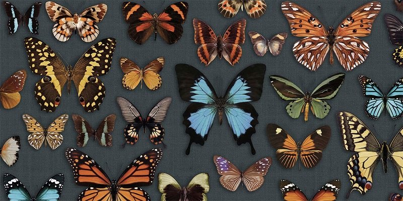 Купить Wide&Style Papillon 60x120 