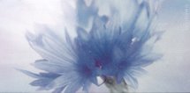 Купить Fiordaliso A 30х60 