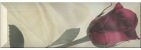 Купить Monopole Gourmet/Romantic Decor Romantic Amor 10x30 