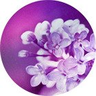Купить Lavica Set Discus Fiori 3 37х37 