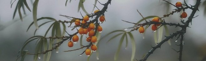 Купить Декор Тракай 7 Глянцевый 8,5х28,5 