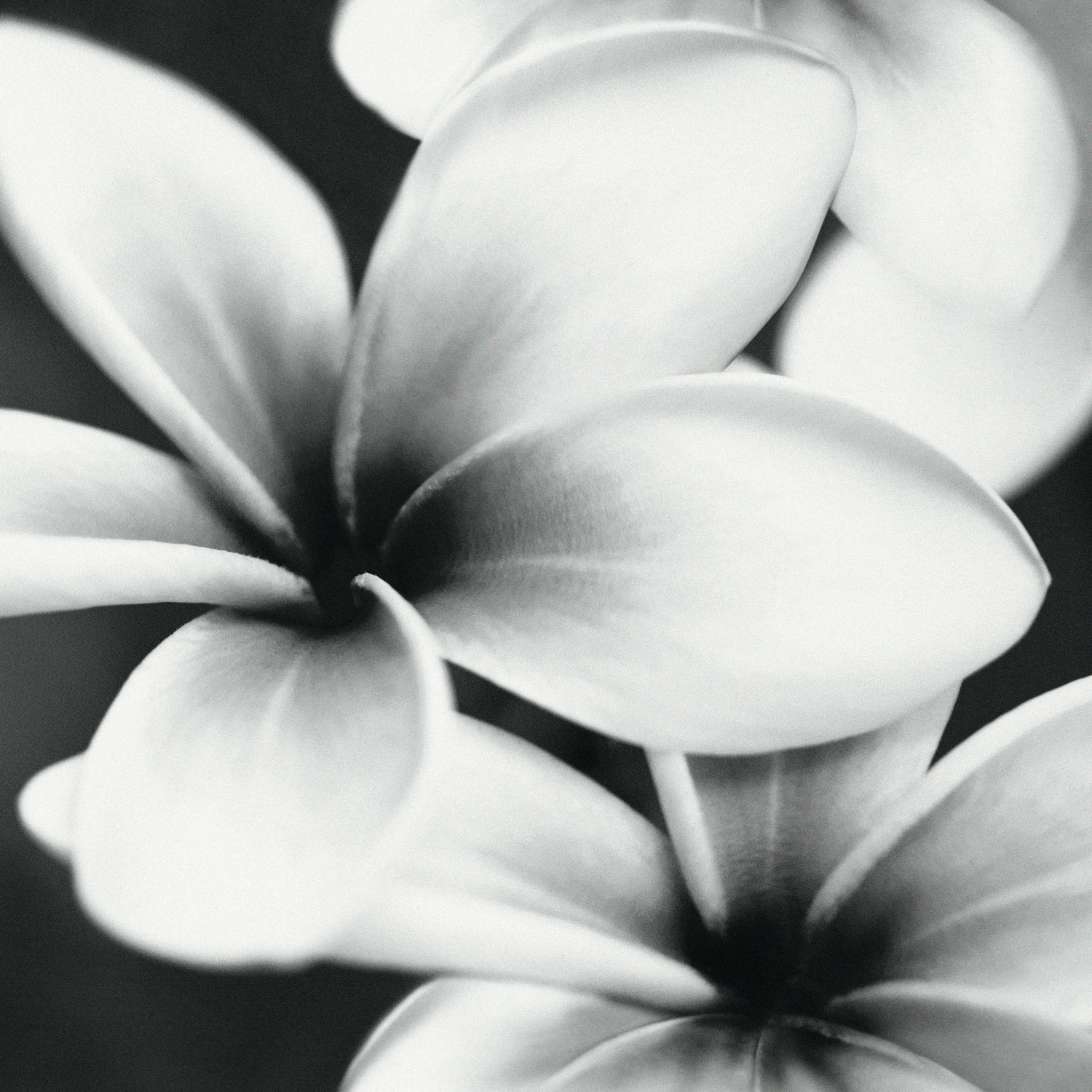 Купить Mei (Meissen) Спецэлемент Стеклянный Universal Glass Flowers 75x75 