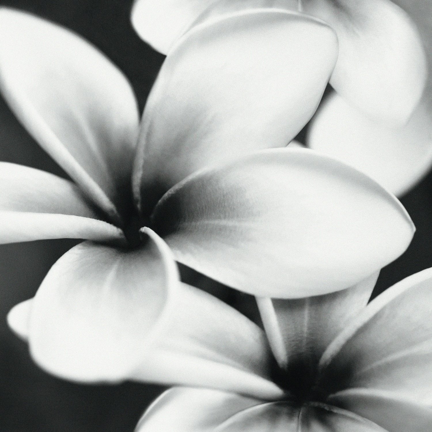 Купить Mei (Meissen) Спецэлемент Стеклянный Universal Glass Flowers 75x75 